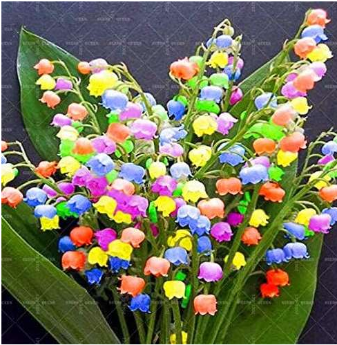 Rainbow Lily of The Valley Flower Seed Indoor Rare Bell Orchid Seeds