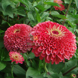 ZIN04 Double-Flowered Zinnia Seeds – Vivid Pink, Elegant Annual Blooms for Garden Borders & Cut Flowers