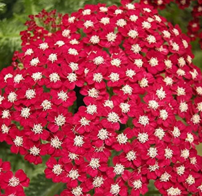 Yarrow Seeds Garden achillea millefolium Flower (Color 8)