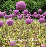 Giant Allium Globemaster Allium Giganteum Flower Potted Plants Home Garden