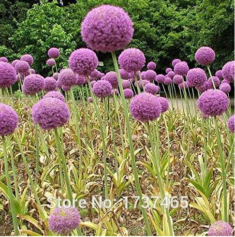 Giant Allium Globemaster Allium Giganteum Flower Potted Plants Home Garden
