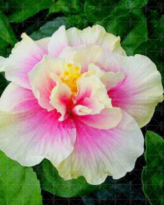 Double Flap Hibiscus Flower Tree Perennial Garden Flower Seeds, Color C