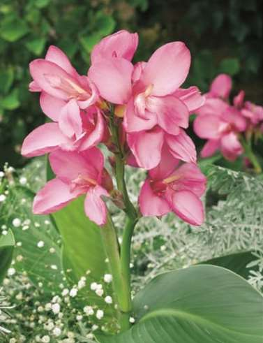 Canna Lily Potted Flower Seeds (Color 5)