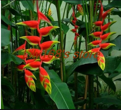Strelitzia reginae Seed, bird of paradise Seed