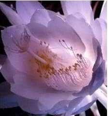 Epiphyllum Seed Nightblooming Cereus Home Garden Flower Plants - (Color: 8)