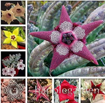 Stapelia Pulchella Perennial Flower Plants Easy Growing Mixed