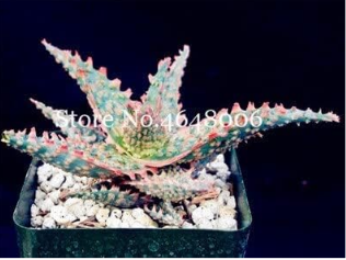 Aloe Vera Seed Rare Succulent Lucky Aloe Indoor Plant Seed Edible Beauty