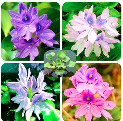 Water Hyacinth Seed Flower Garden Pond Flowers Mixed
