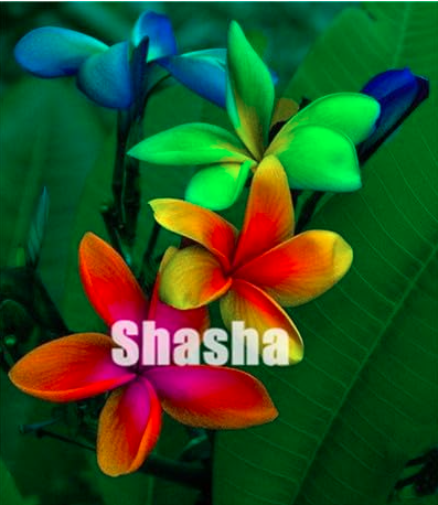 Rare Japanese Style Plumeria Seed Outdoor Seeds (Color 17)