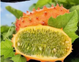 KIWANO Melano Cucumis metuliferus