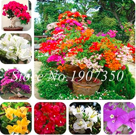 Mixed Seed Bougainvillea Dwarft Tree Balcony Potted