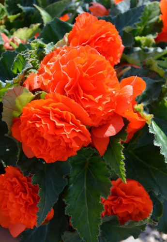 Orange Begonia Tuberosa Flower Seeds
