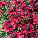 Lovely Rudbeckia Hirta Seeds Cherry Brandy