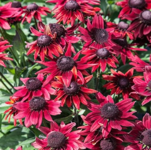 Lovely Rudbeckia Hirta Seeds Cherry Brandy