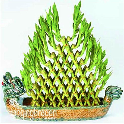 Bamboo House Good Luck Bamboo Plant Seeds