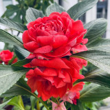 Premium 'Buddha's Hand' Double Impatiens Seeds - Large Red Blooms, 40-50 cm Height, Long-Lasting Flowers