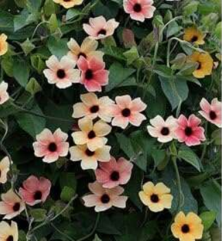 Thunbergia alata, Black-Eyed Susan Seed Potted