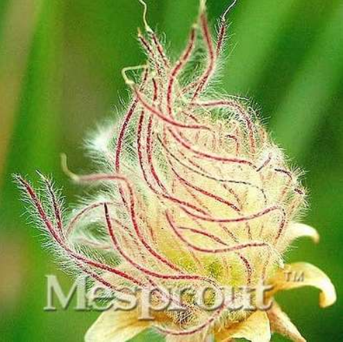 PrairieSmokeSeedWindowsillGardenTerraceRoofFruitSeed