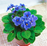 Saintpaulia Ionantha Seed African Violet Seeds (Color 1)