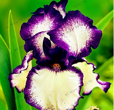 Iris Flower Plantas,Seed Flower floresling Nature Plants Orchid Flower DIY Colorful