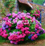 Vanilla Strawberry Hydrangea Flower Seed