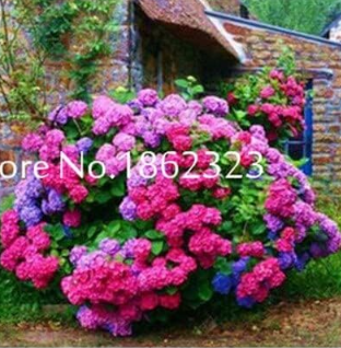 Vanilla Strawberry Hydrangea Flower Seed