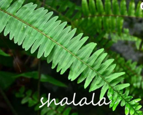 Mini Phoenix Fern Palm Evergreen Leaf Plant Tree Herb Plant Seeds (Color 4)