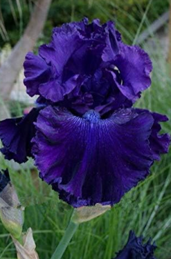 Bonsai Iris Flower Perennial Rare Bearded Iris Outdoor Potted Nature Plant Seeds