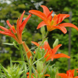 LiliumLilium concolor var. pulchellum Seeds – Grow Rare Hime-Yuri Lilies with Scarlet and Yellow Blooms