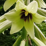 Cardiocrinum giganteum var. yunnanense Seeds – Rare Yunnan Giant Lily for Exotic Gardens