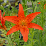 LiliumLilium concolor var. pulchellum Seeds – Grow Rare Hime-Yuri Lilies with Scarlet and Yellow Blooms