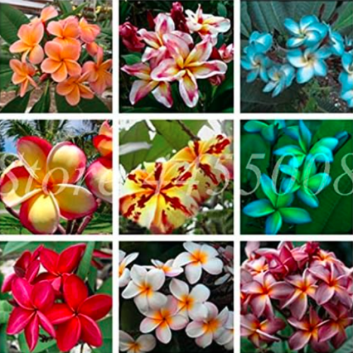 Hawaiian Plumeria Seed Frangipani Lei Flower Rare Exotic Egg Mixed