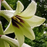 Cardiocrinum giganteum var. yunnanense Seeds – Rare Yunnan Giant Lily for Exotic Gardens