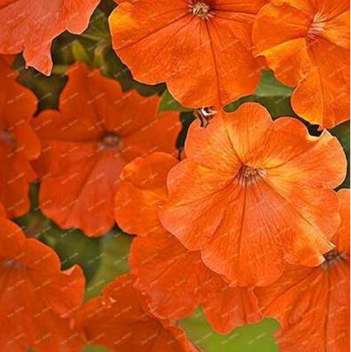 Garden petunia tree plants balcony ornamental Seed flower Plantas Mixed Flores (Color: Orange)