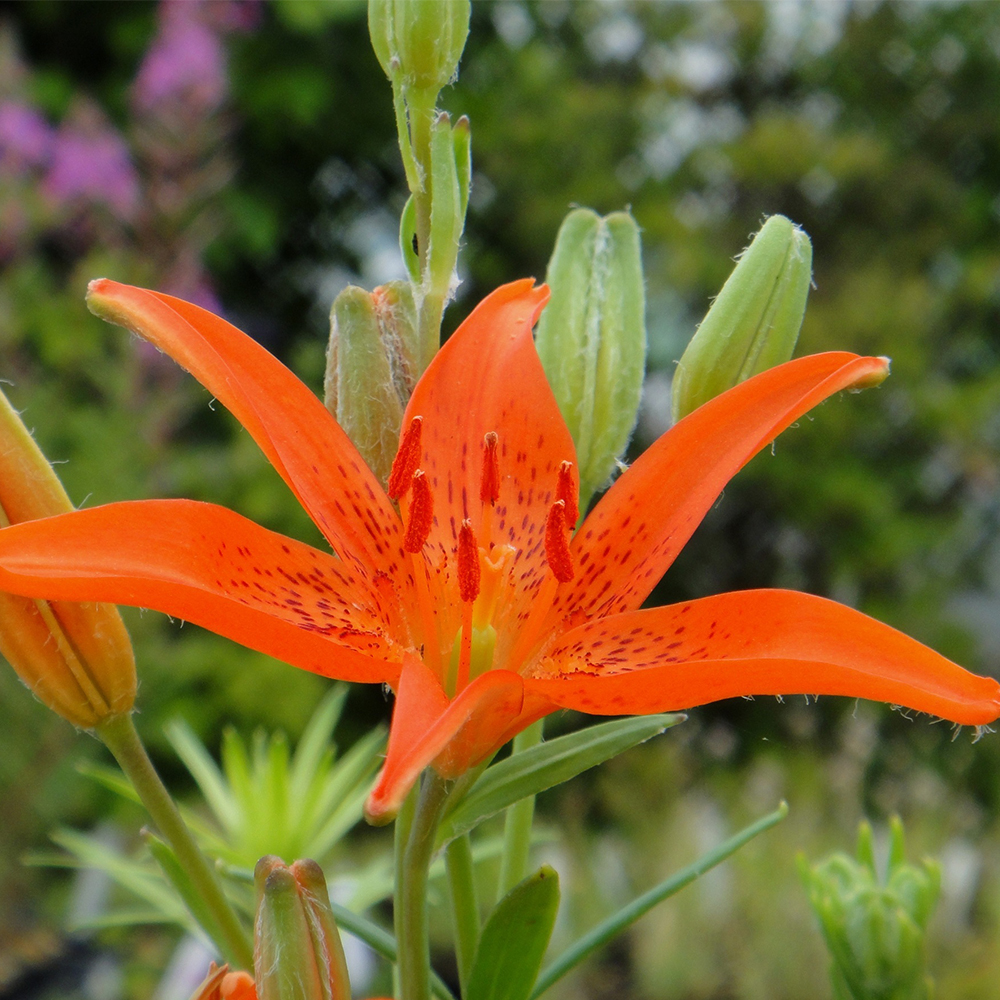 Lily  BEIJING MOON ORIENPET LILY FLOWER BULBS HARDY 4-5 FEET TALL