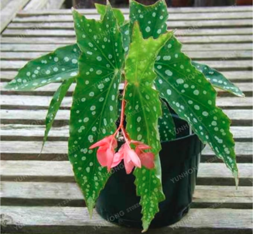 Wave Point Begonia Flower Seed Perennial Flower Seeds