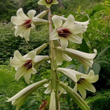 Cardiocrinum giganteum var. yunnanense Seeds – Rare Yunnan Giant Lily for Exotic Gardens