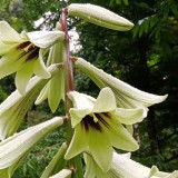 Cardiocrinum giganteum var. yunnanense Seeds – Rare Yunnan Giant Lily for Exotic Gardens