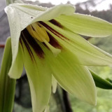 Cardiocrinum giganteum var. yunnanense Seeds – Rare Yunnan Giant Lily for Exotic Gardens
