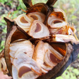 Cardiocrinum giganteum var. yunnanense Seeds – Rare Yunnan Giant Lily for Exotic Gardens