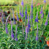 Spike Speedwell Seeds, #Ver01 Blue