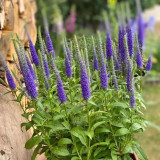 Spike Speedwell Seeds, #Ver01 Blue