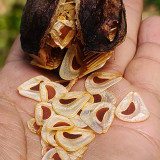 Cardiocrinum giganteum var. yunnanense Seeds – Rare Yunnan Giant Lily for Exotic Gardens