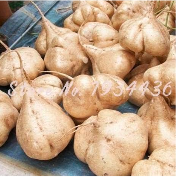 SweetPotatoJicama/YamBeanGardenFruitsandVegetablesSeedPotFastGrowingCourtyardPlant