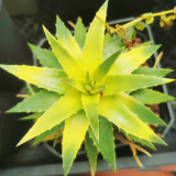 Dyckia brevifolia 'Moon Glow' Seeds | Rare Succulent-Like Bromeliad with Yellow Center for Exotic Gardens and Rock Landscapes