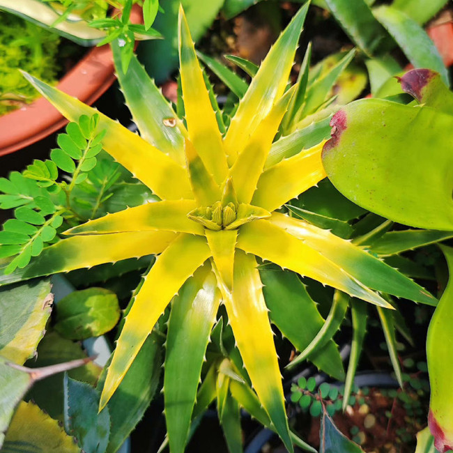 Dyckia brevifolia 'Moon Glow' Seeds | Rare Succulent-Like Bromeliad with Yellow Center for Exotic Gardens and Rock Landscapes