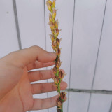 Dyckia brevifolia 'Moon Glow' Seeds | Rare Succulent-Like Bromeliad with Yellow Center for Exotic Gardens and Rock Landscapes