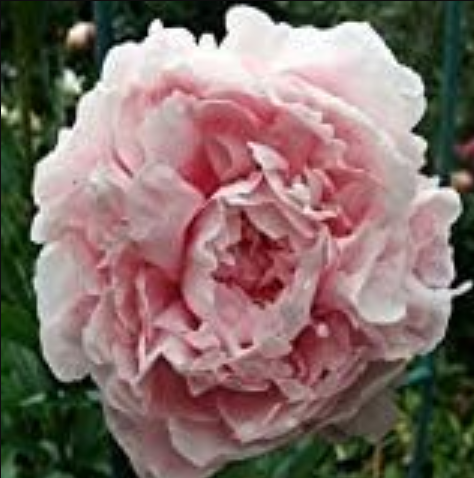 Pale Pink Peony Flower Seeds (Papaver paeoniflorum)