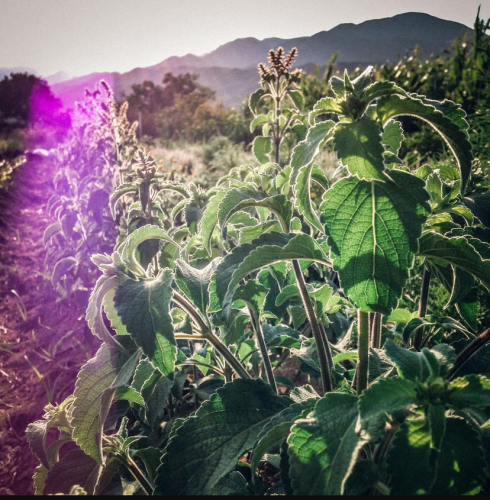 Certified Organic Seed Collection Holy Basil Tulsi 100 seeds