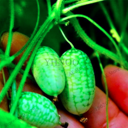 Mini Watermelon Cucumbers Seed Vegetables Fruit Thumb Water Melon Plants Taste Cucumbers Pepquinos